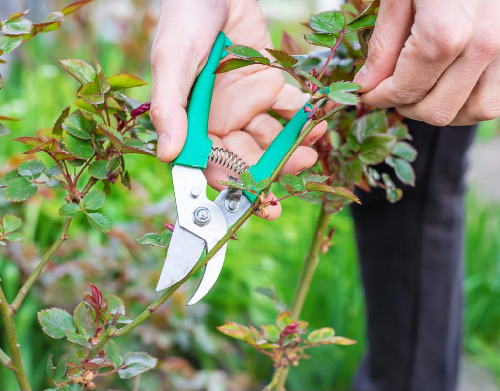 A person pruning a small rose bush