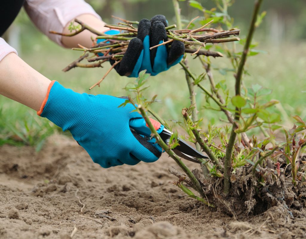 A person wearing blue gloves pruning a tiny rose bush and collecting the pruned branches in one hand