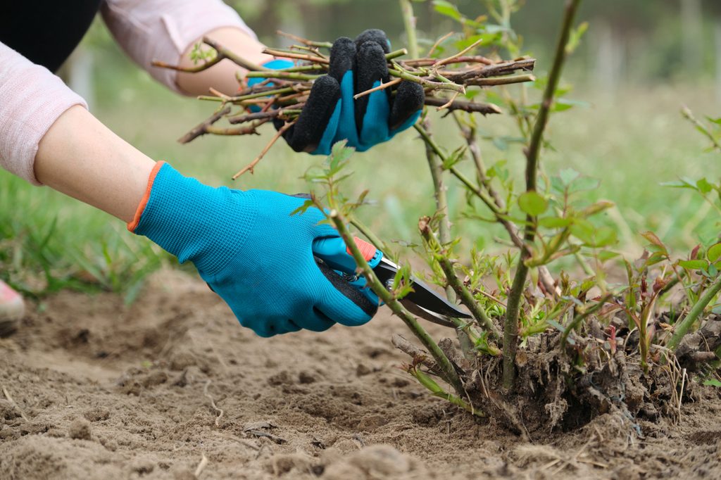 A person wearing blue gloves pruning a tiny rose bush and collecting the pruned branches in one hand