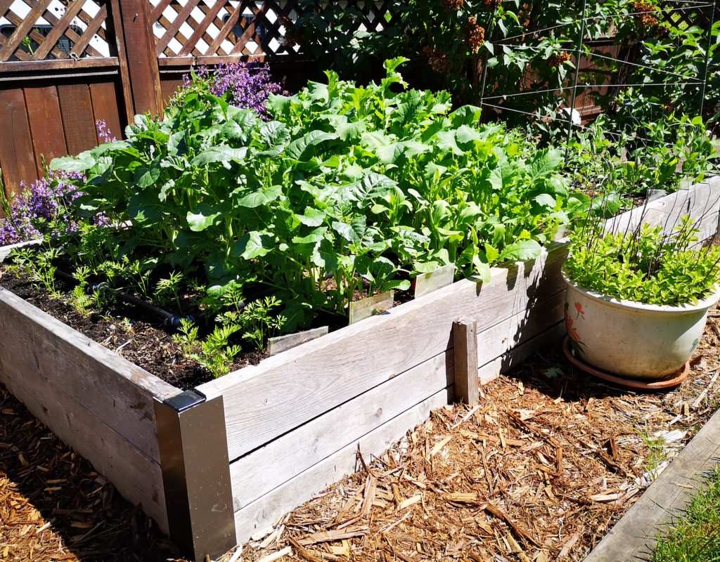Raised garden beds with vegetable plants growing in them