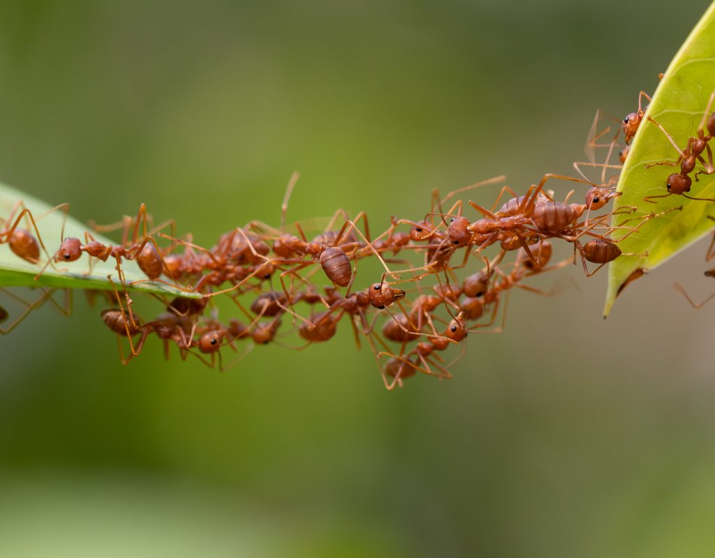 A bridge of red ants