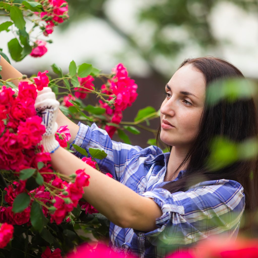 Person cutting roses in garden