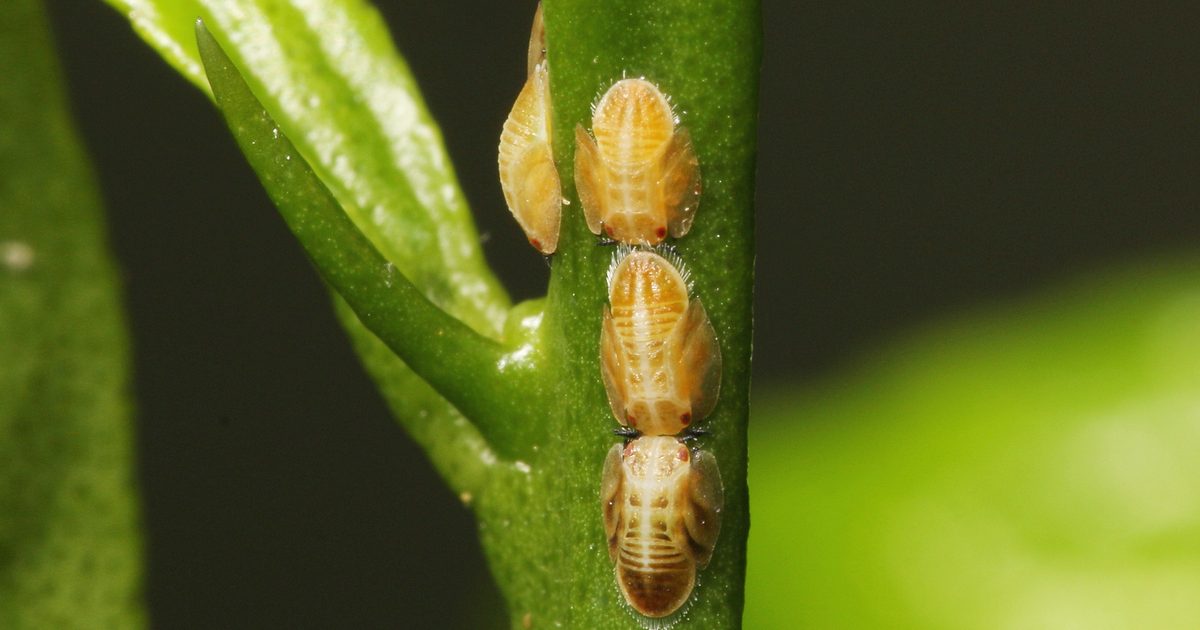 How to get rid of scale on plants | HappySprout