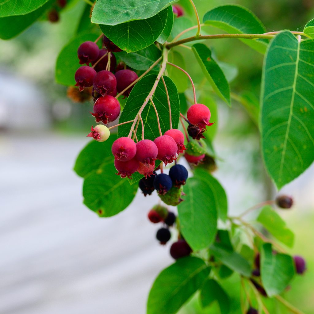 Serviceberry plant