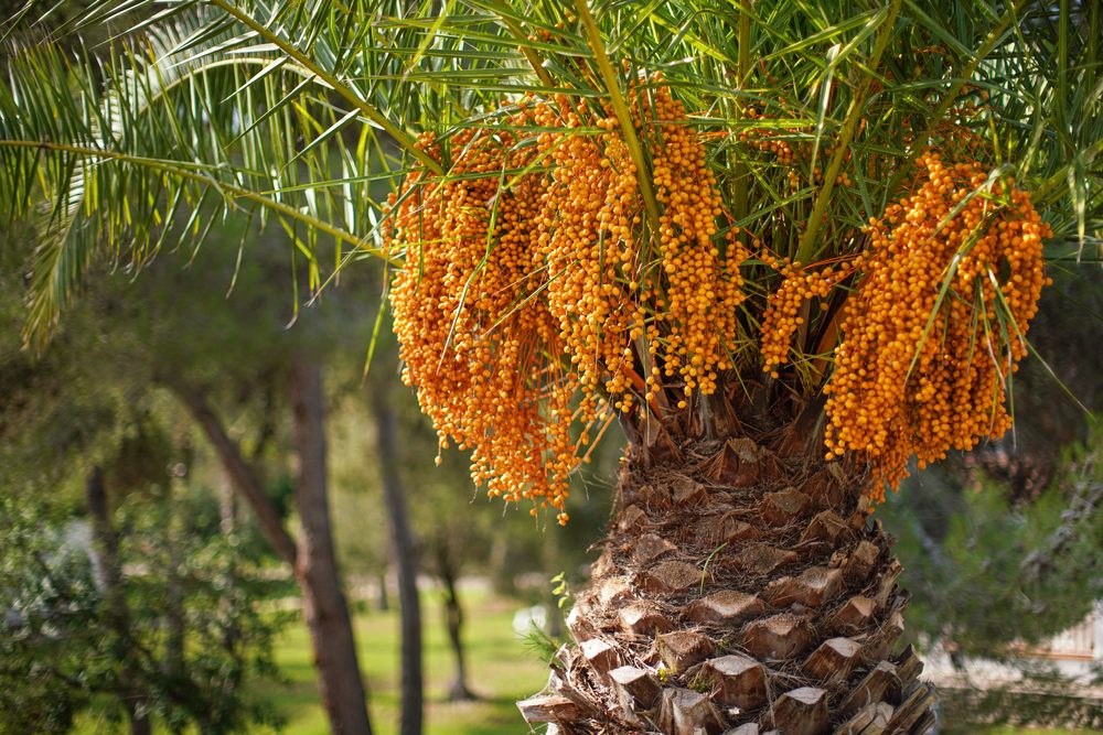 butia capitata with fruit