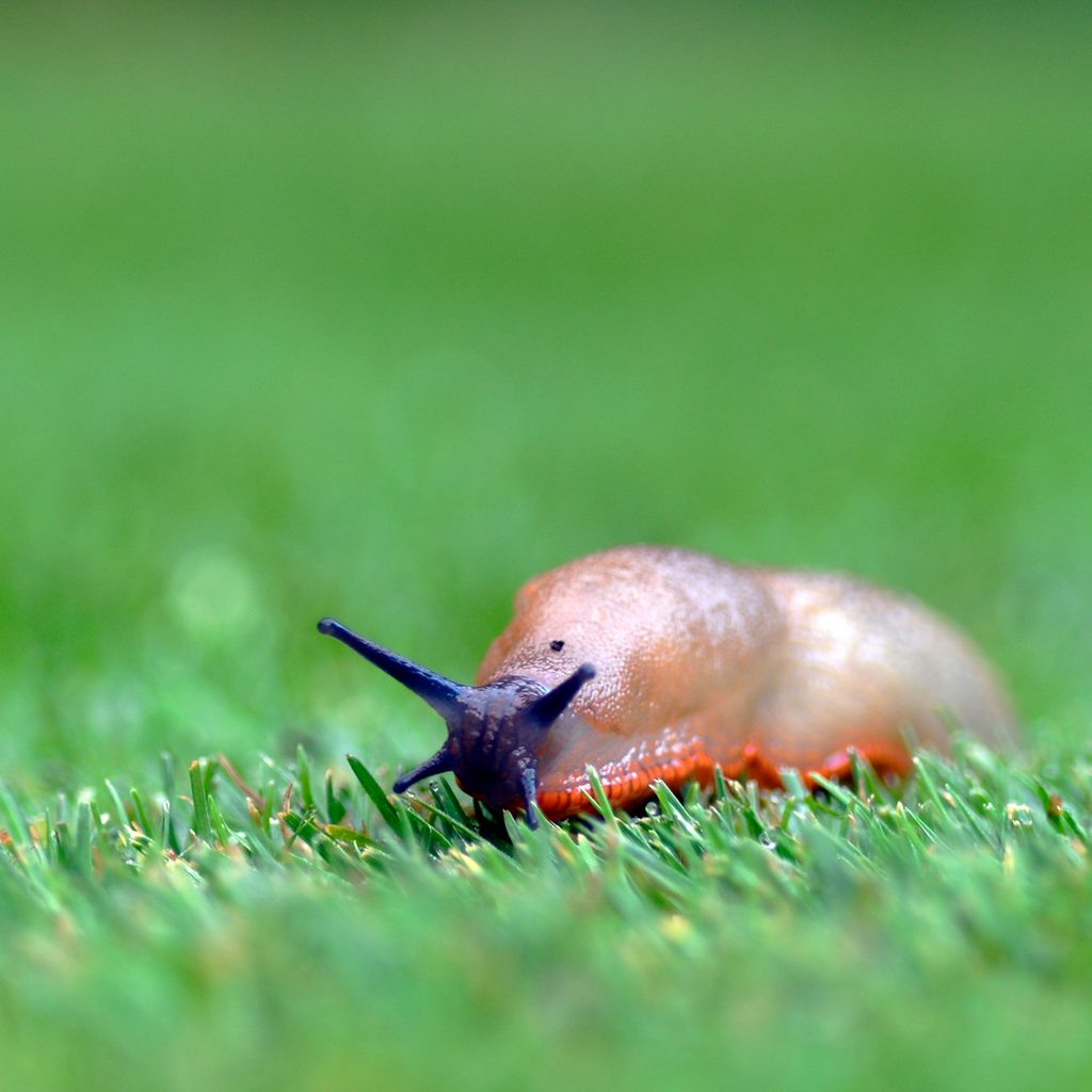 Slug in grass
