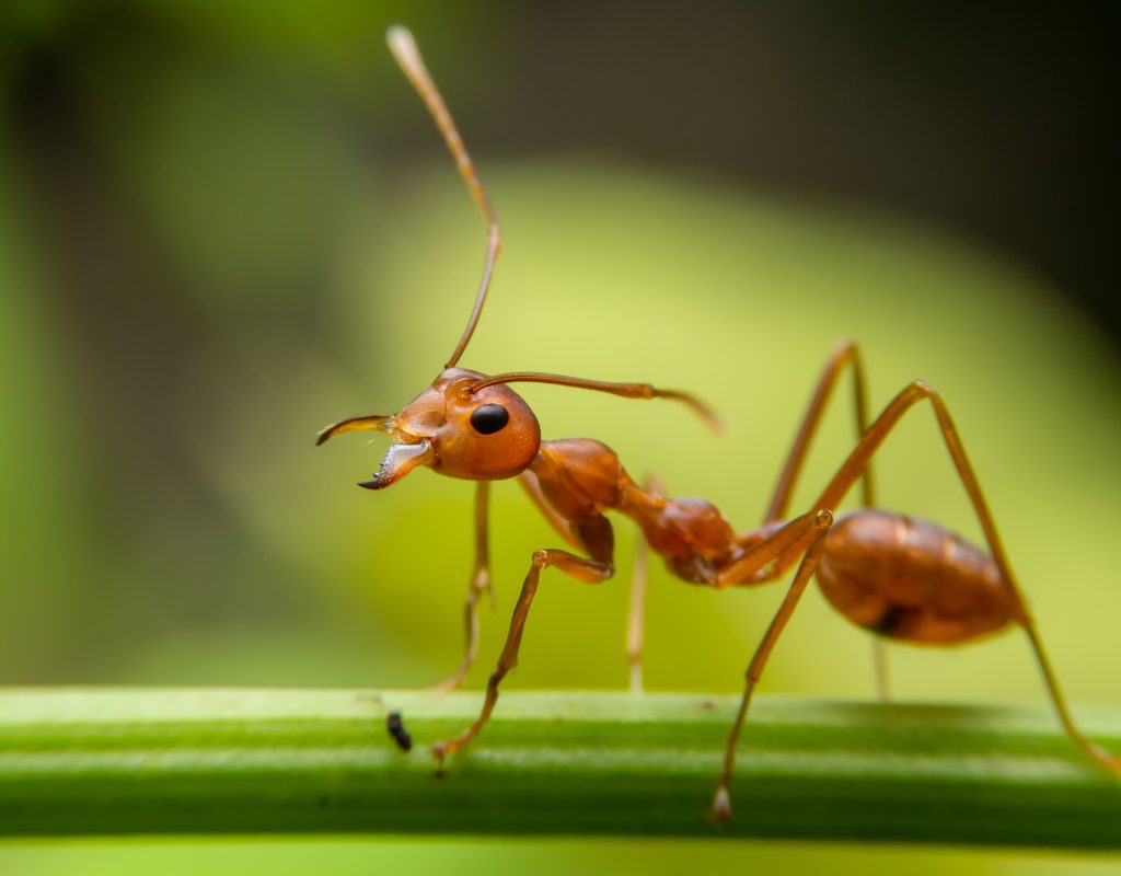A small red ant