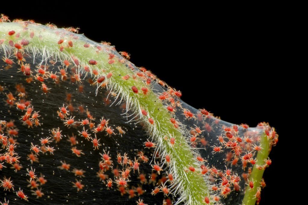 Spider mites on a plant close up