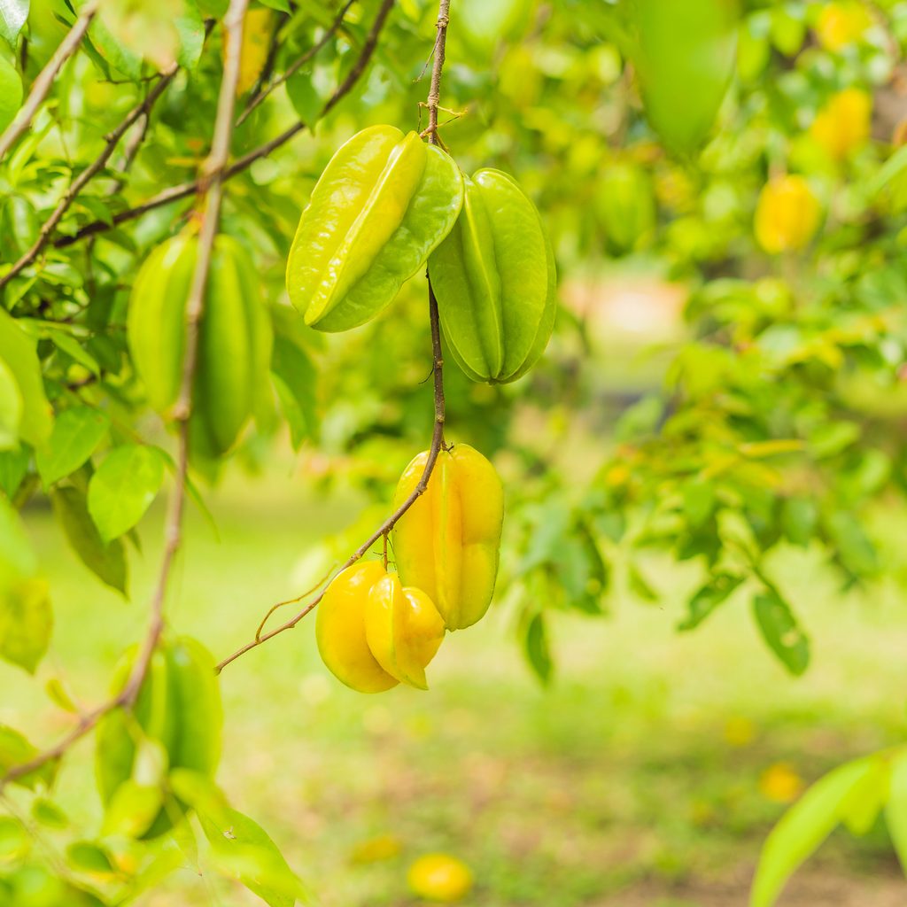 Starfruit