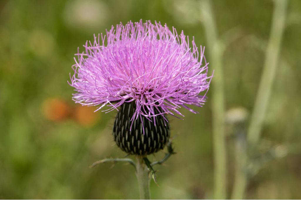 Purple thistle flower