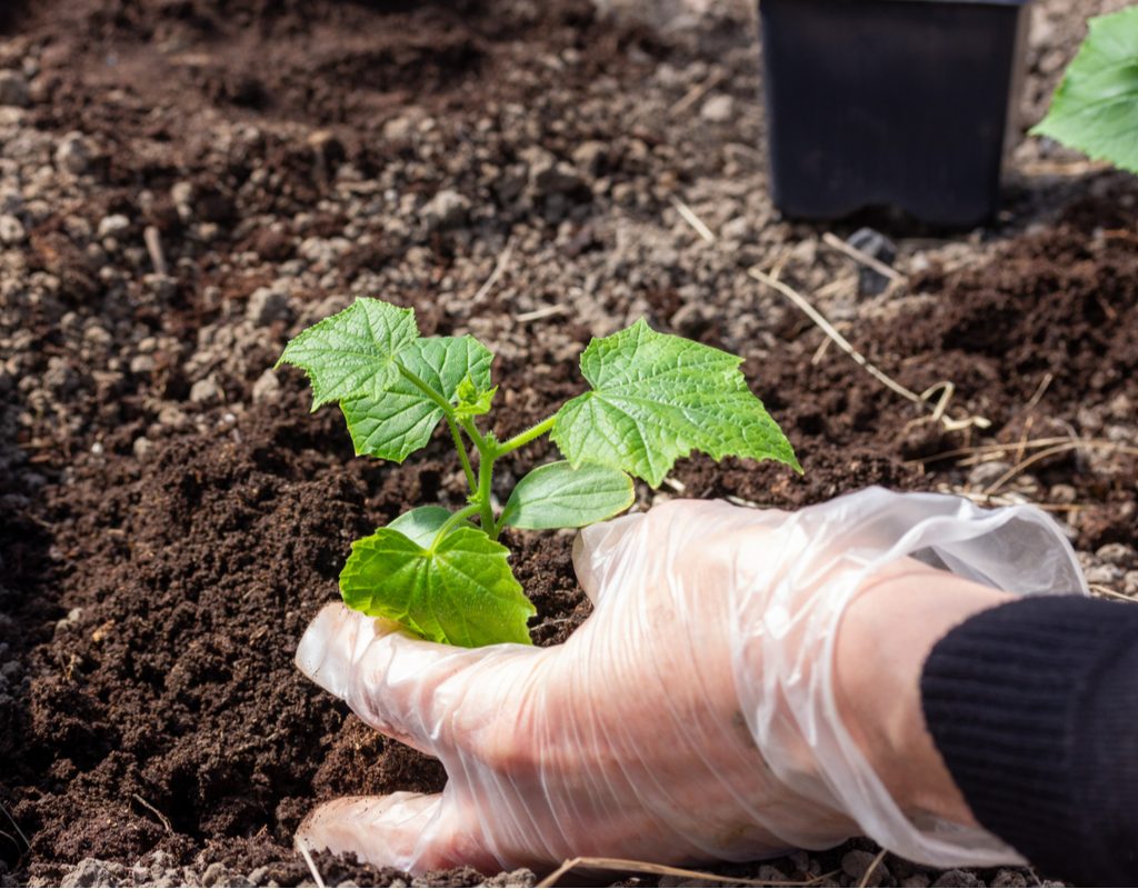 A person wearing clear plastic gloves transplanting a cucumber seedling into a garden