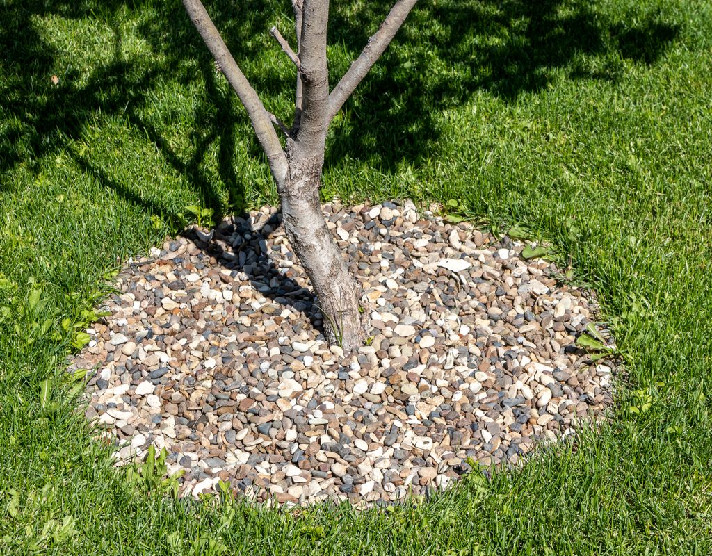 A young tree surrounded by gravel mulch