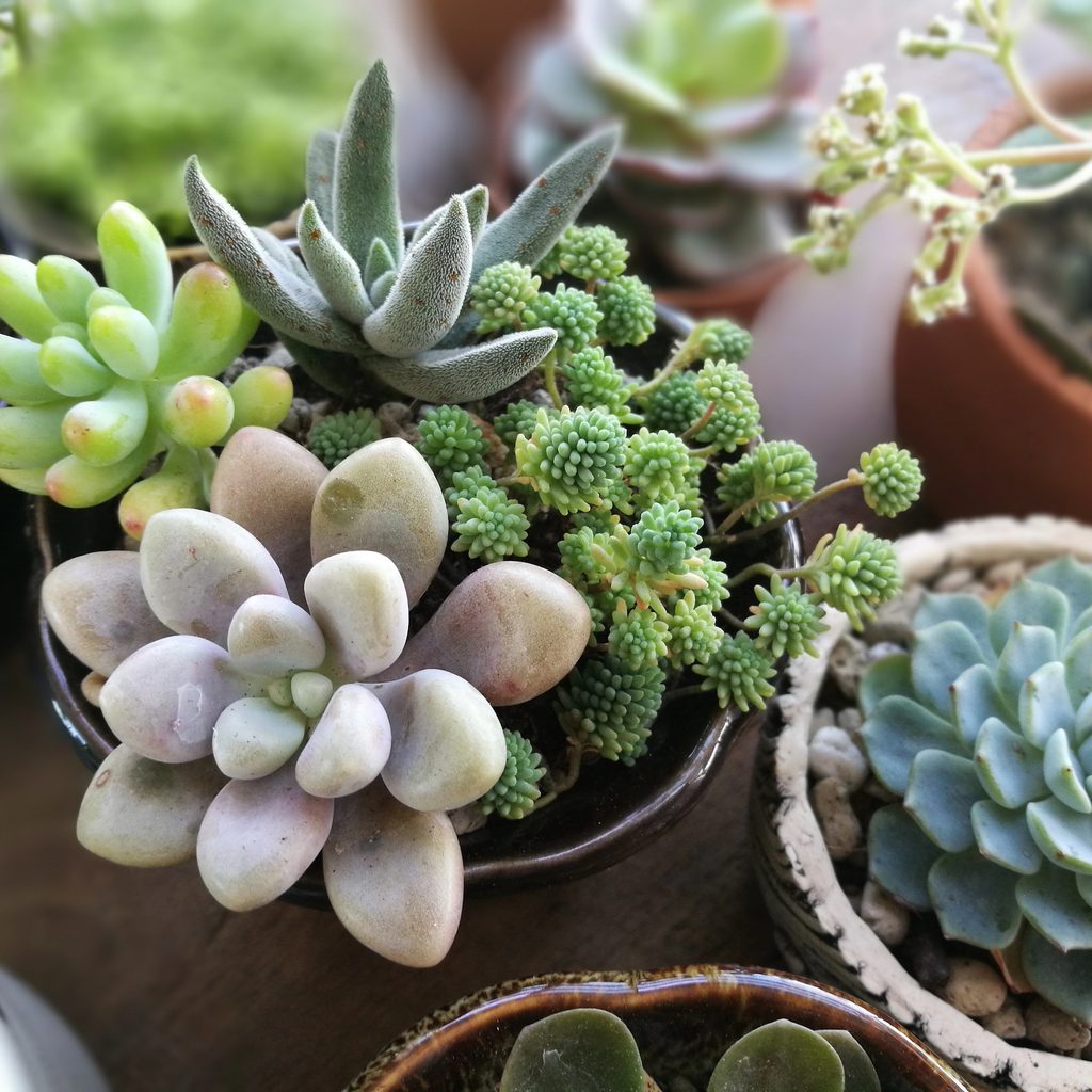 Succulent mix