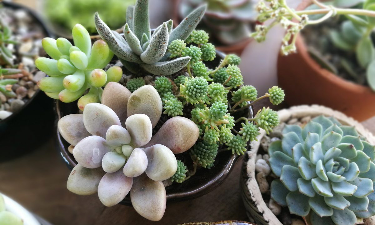 Succulent mix