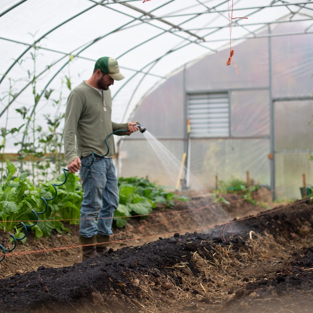 Man watering plants in greenhouse