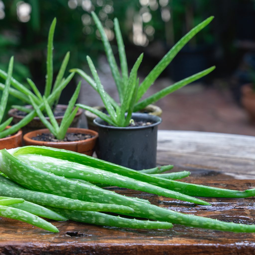 Aloe vera pups