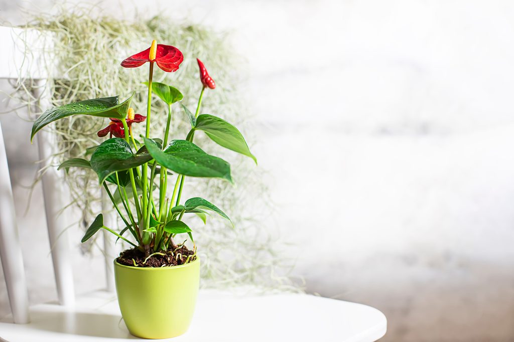 Anthurium in green container