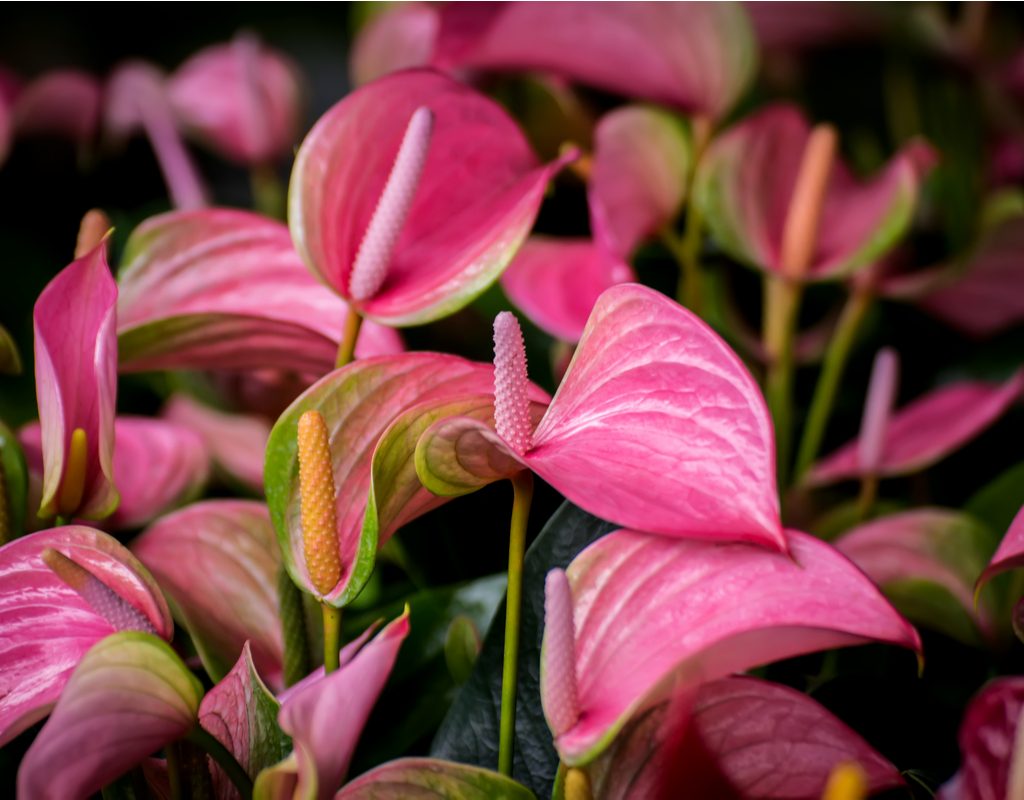 Pink anthurium