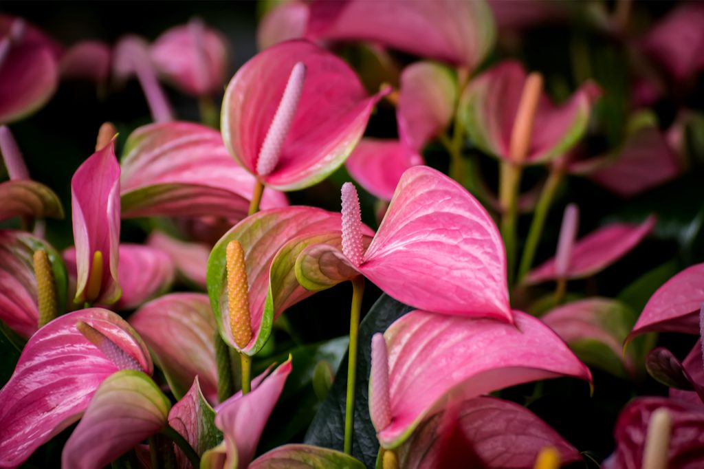 Pink anthurium