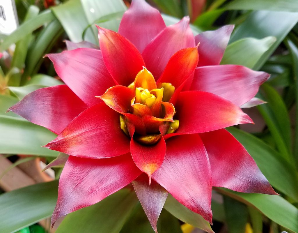 A red bromeliad blooming