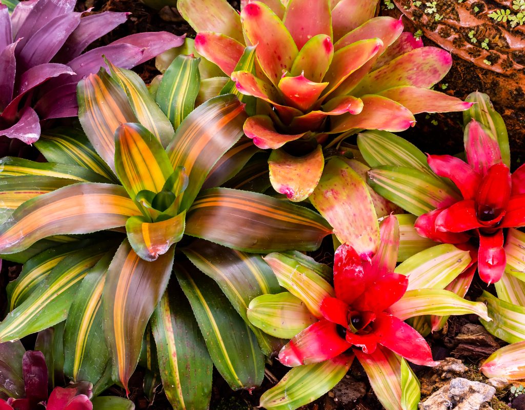 Showy bromeliad foliage