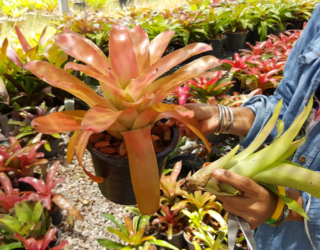 Bromeliad pups