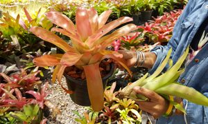 Bromeliad pups