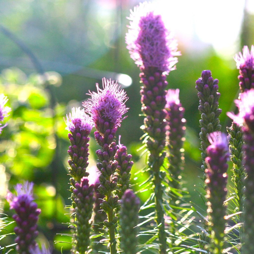 Liatris spicata blooms