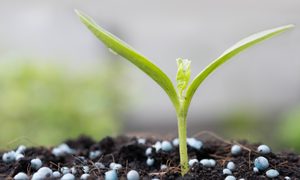 Seedling surrounded by fertilizer