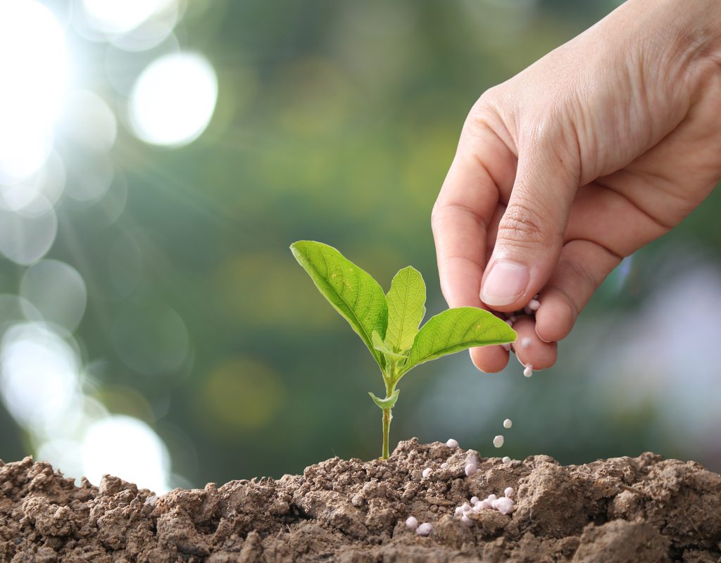 A gardener fertilizing a young plant