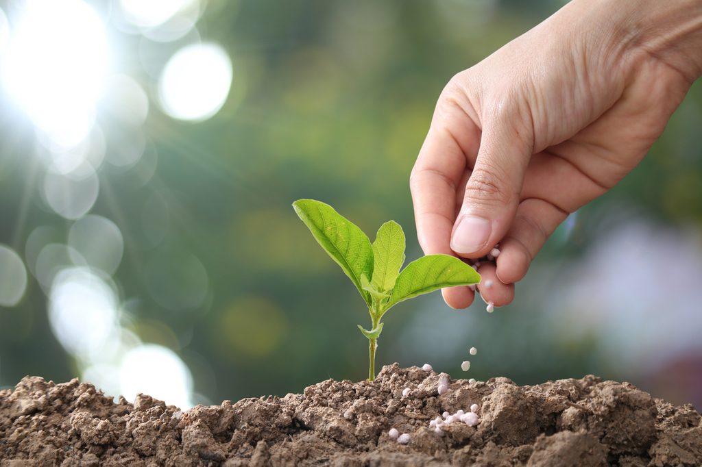 A gardener fertilizing a young plant