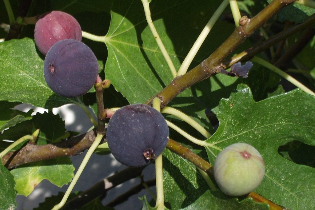 Figs ripening on a tree