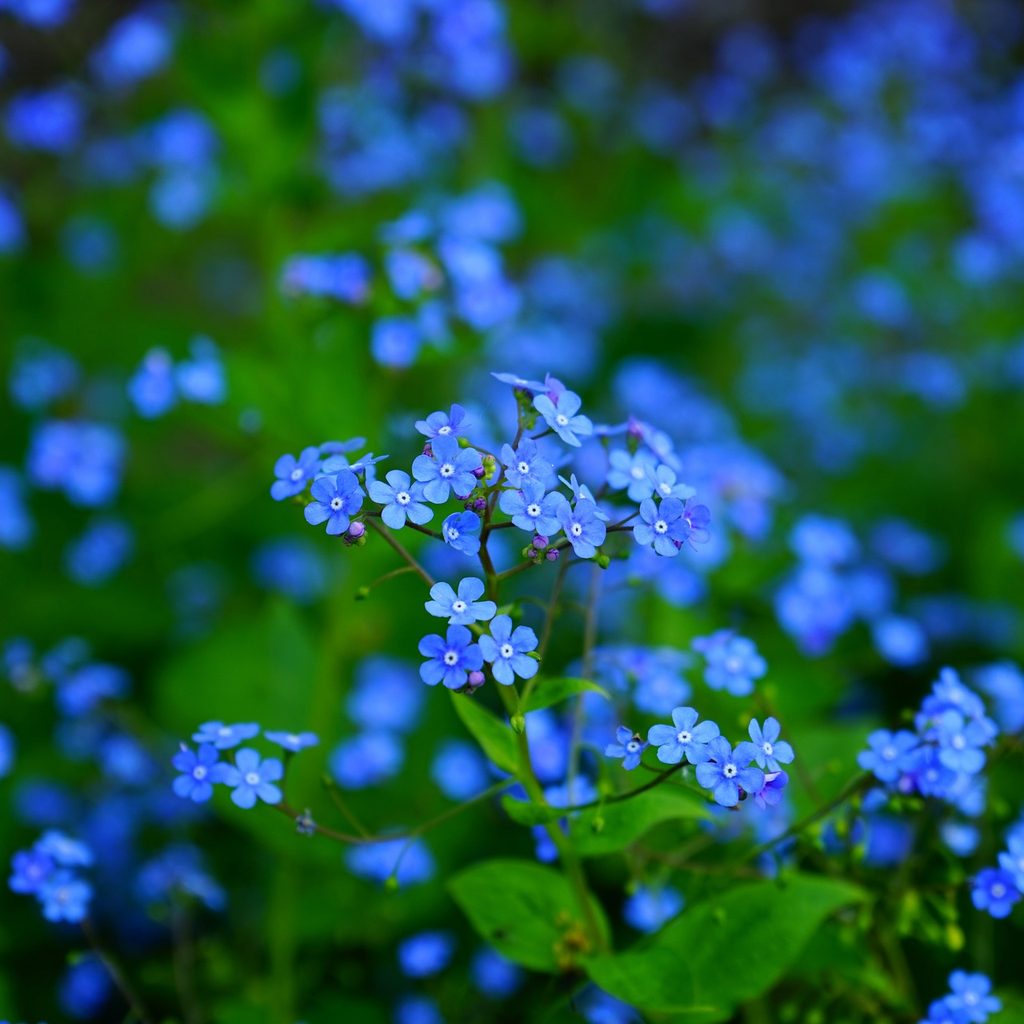 Brunnera siberian bugloss