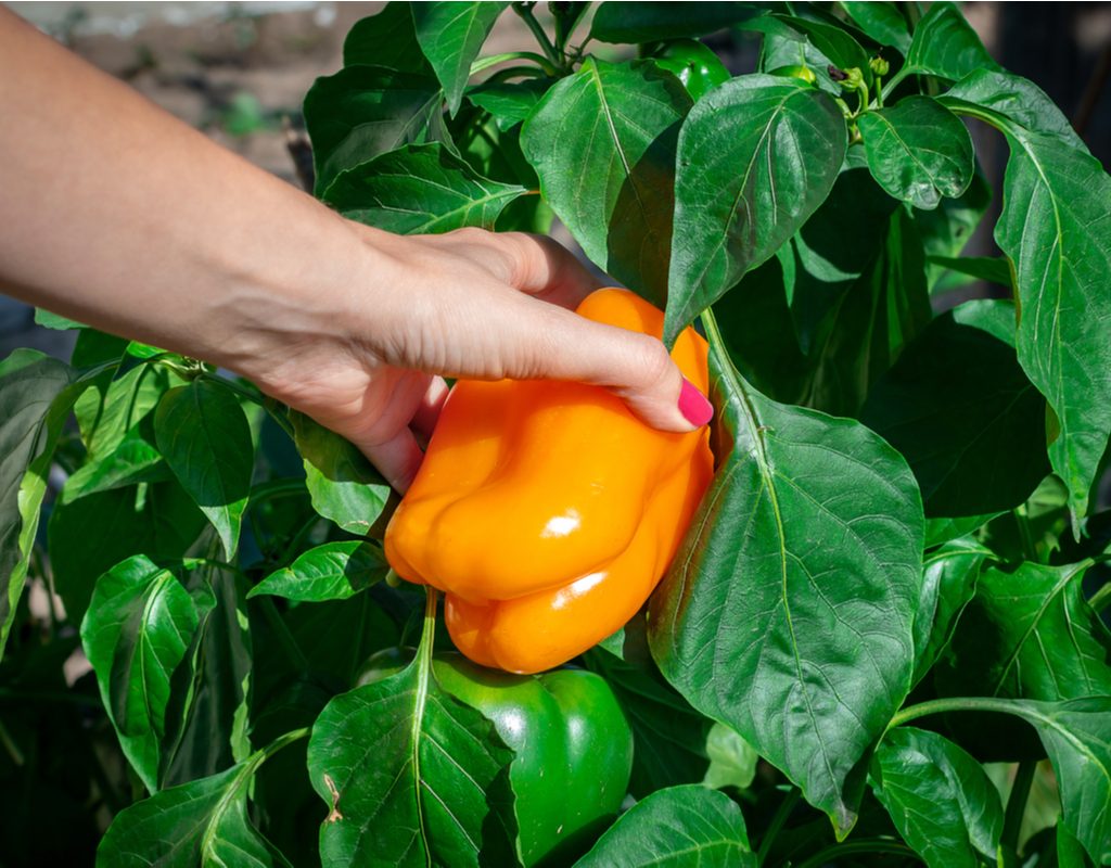 A person harvesting a yellow bell pepper