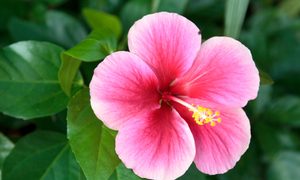 Pink hibiscus flower