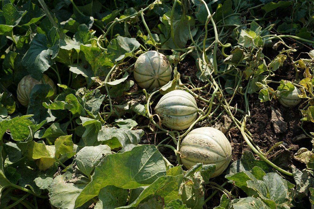 A row of honeydew melons growing on vines