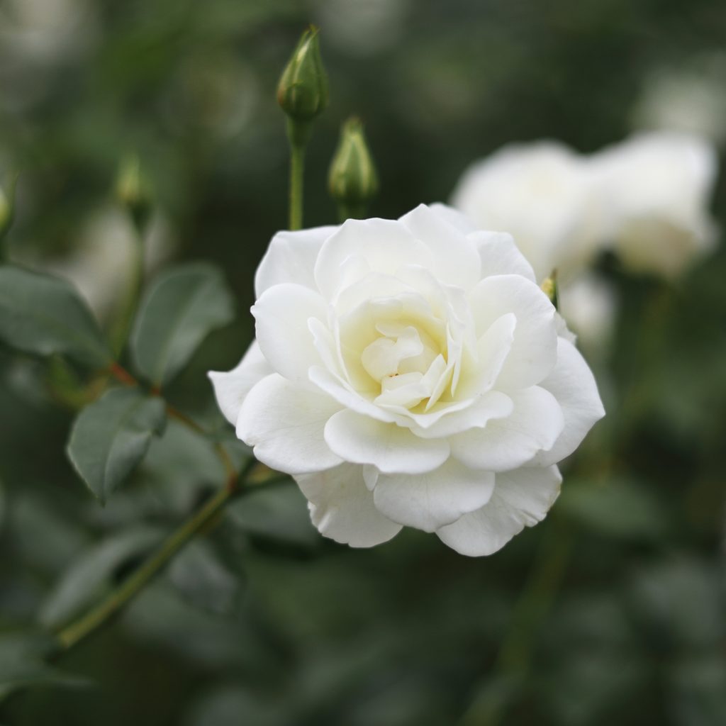Iceberg rose