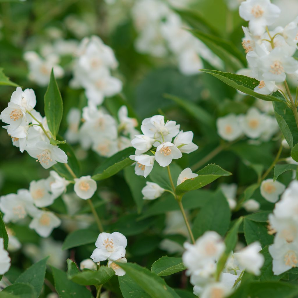 Jasmine flower blooms
