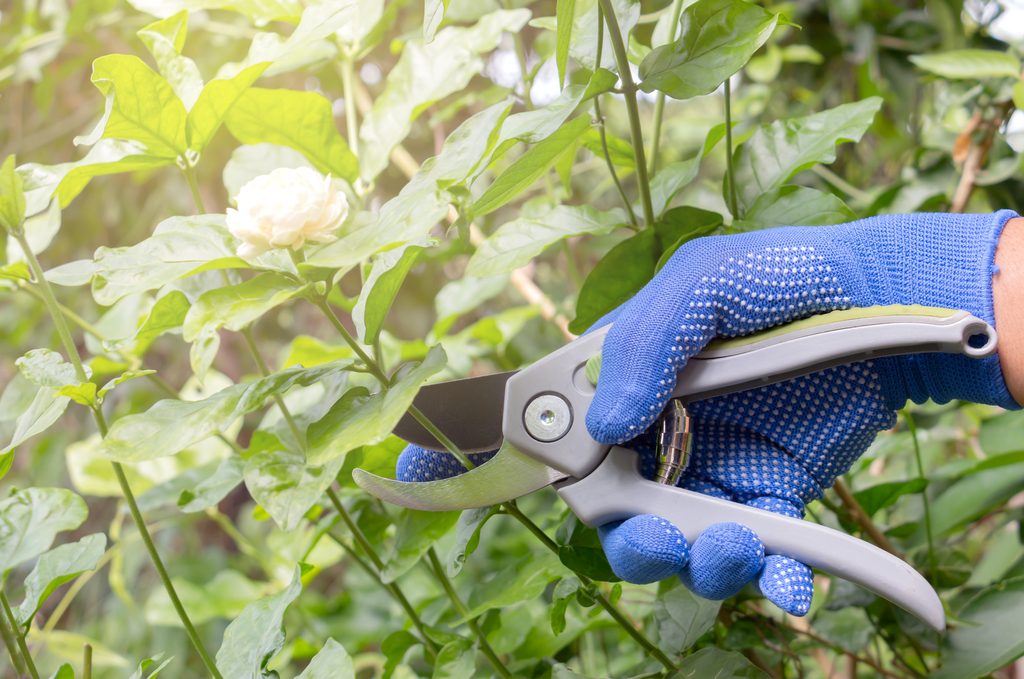 Pruning jasmine plant