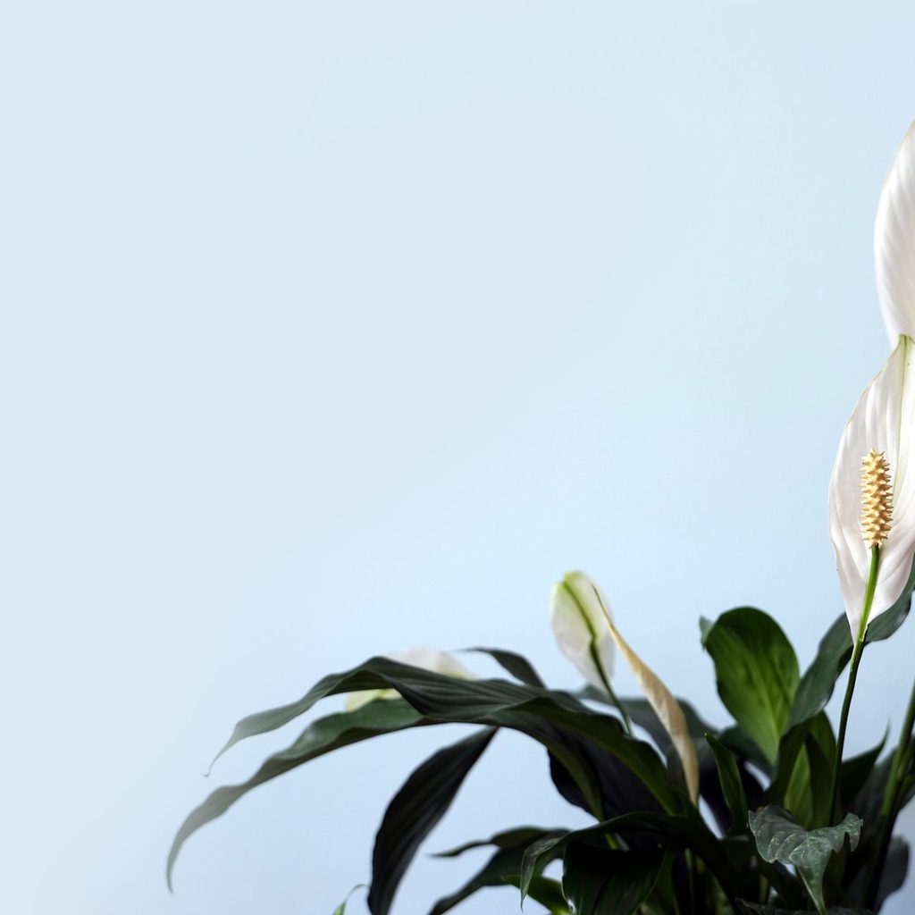 peace lily in bloom