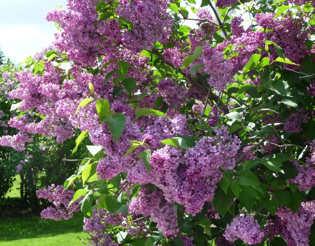 A lilac bush in bloom