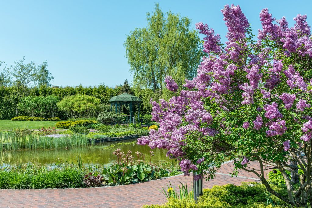 A lilac bush on the shore of a lake
