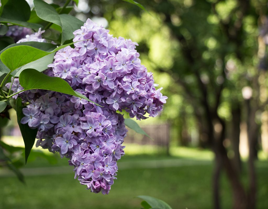 Two clusters of lilac flowers