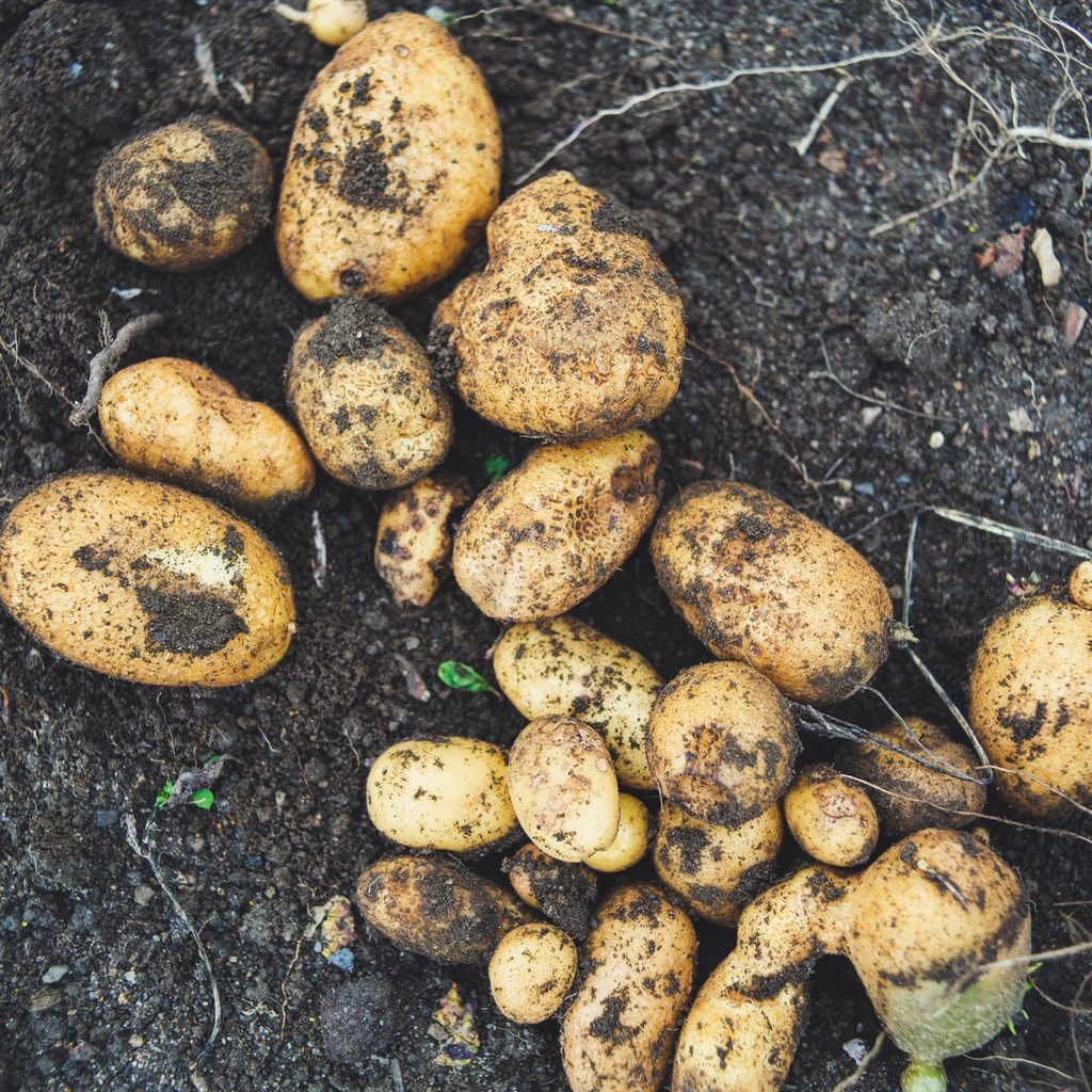 harvested potatoes in dirt