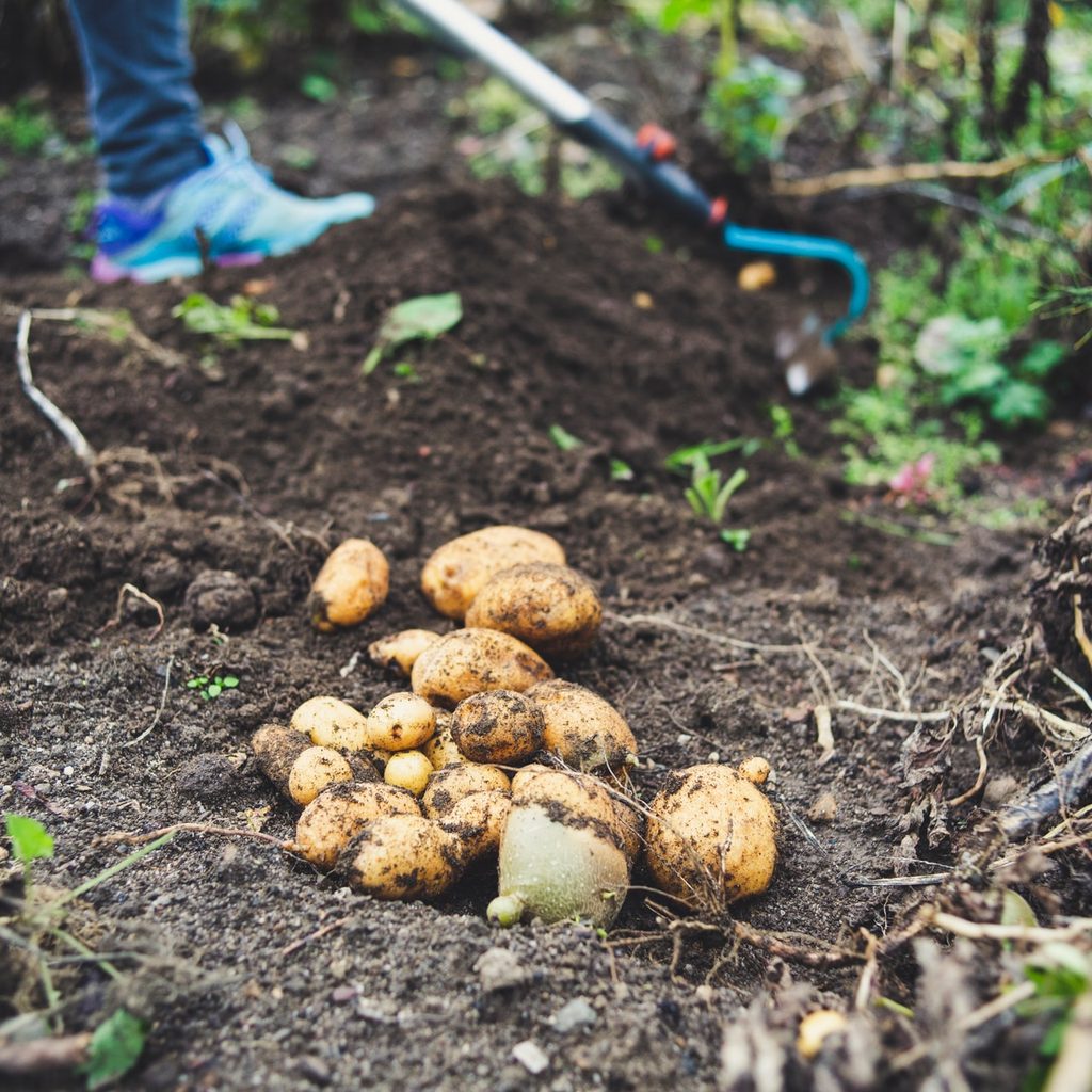 harvesting potatoes