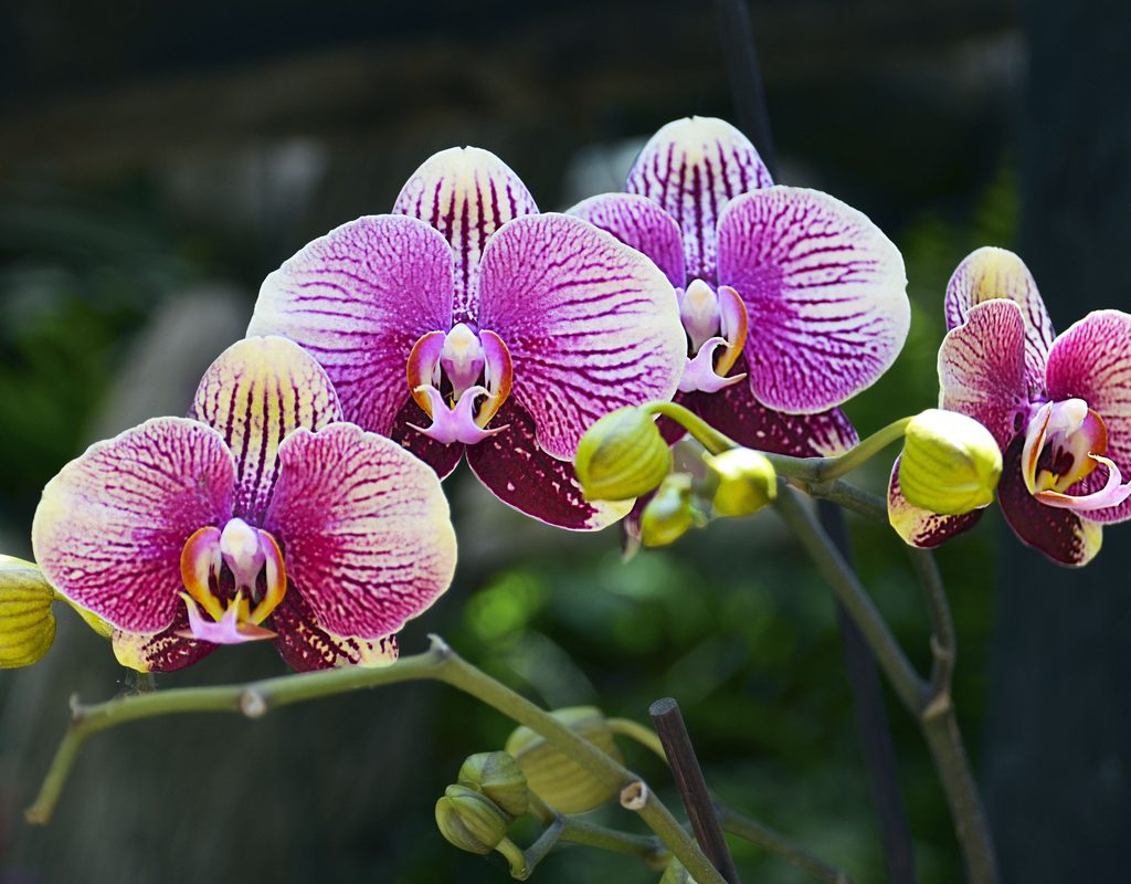 Striped orchid blooms