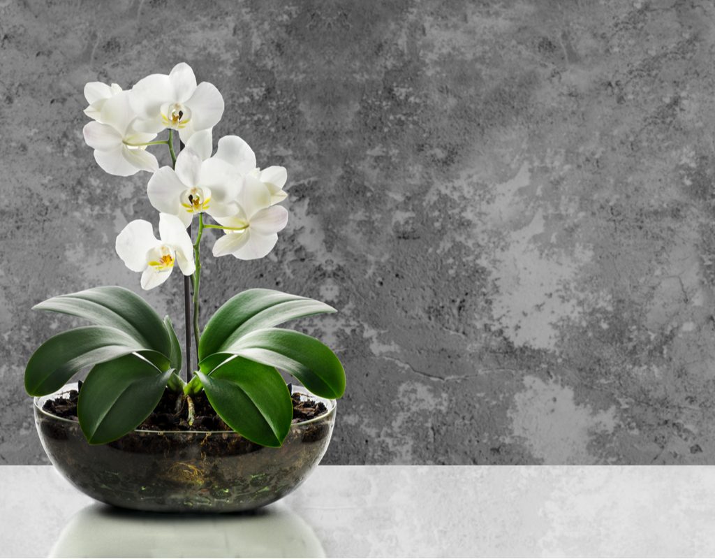 An orchid growing in a glass bowl