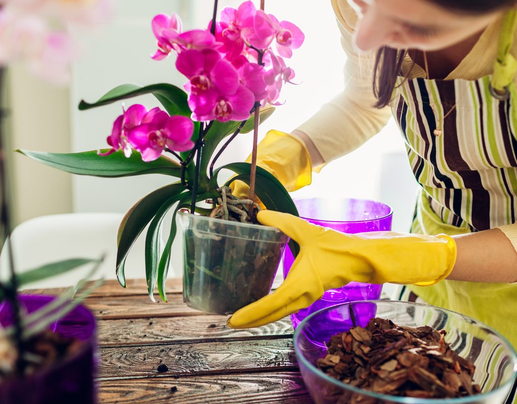 Woman potting an orchid plant
