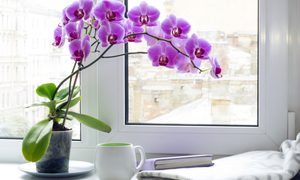 An orchid potted indoors