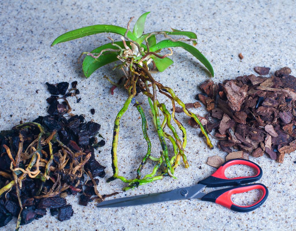 Orchid root care